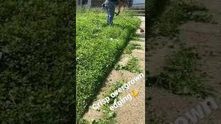 Overgrown lawn edging!