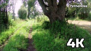 Relaxing walk in Normandie with birds sounds️️️