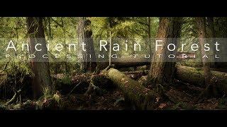 Photoshop Editing Tips | Post processing an Old Growth Forest to Enhance Drama and Depth