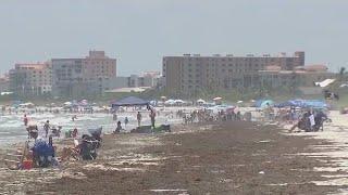 Florida beaches could see record-breaking smelly seaweed this summer