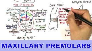 Anatomy of Maxillary Premolars - Tooth Morphology