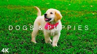 DOGS & PUPPIES in 4K | 2 Hours | Relaxing Ambient Music Strings Cute Pets