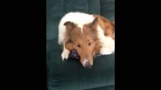 ROUGH COLLIE DOG SHELBIE GUARDS TV REMOTE