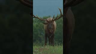 Non-typical Wide Rack Bull Elk