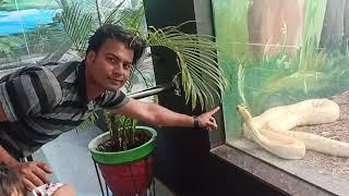 Indore Zoo | Snake House | After Lockdown | November 2020 New