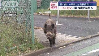 イノシシ　川崎市街地に現る　目の前に…東京でも目撃相次ぐ【スーパーJチャンネル】(2024年12月13日)