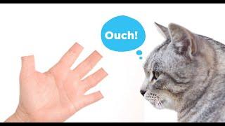 The Truth About Declawing