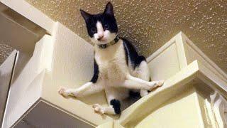 Try Not To Laugh  New Funny Tuxedo Cats Video 2024 