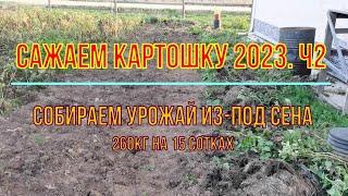 Сажаем картошку 2023г. ч2. Урожай из-под мульчи (сена)