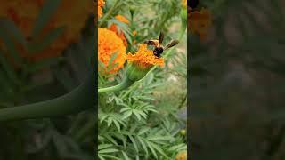 Nature's Golden Workers : The Story of Honey Bees