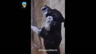 Кумедні тваринки :) Смешные животные :) funny animals #17