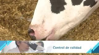 Productor lechero empezó con 2 vacas y cuenta su historia