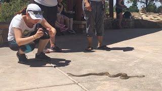 Grand Canyon Wildlife