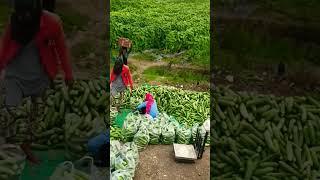 ‍खीरे की लोडिंग #shortvideo #farmingideas #urbanagriculture #vairal #farmerlife #urbangardenin