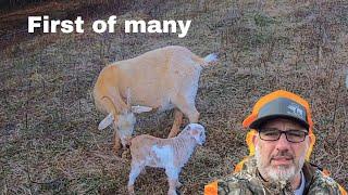 Things the farmer must notice , day two of winter kidding #goat #animals #babygoats