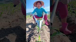 Amazing Seedling Planting Tool for Rural Farmer | Modern Agriculture #shorts #tool #youtubeshorts