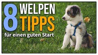 Welpe zieht ein - 8 EINFACHE Tipps für den perfekten Start! So beginnt eure Zukunft richtig