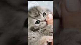 Cute little kitten | baby cat #shorts #cat #kitten