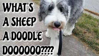 WHAT'S A SHEEPADOODLE? | MEET MAGGIE MAY | MEET THE DOGS | Dog Guy Darin | DOG INFO VIDEO DEC 2020