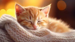 Music for Cats - Soothing Relaxation Piano and Stress Relief Music for cats