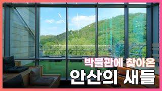 박물관에 찾아오는 안산의 새들 l 박물관LIVE