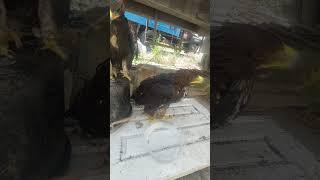 #goldeneagle #berkut #burgutlar #falcon #lochin #animals #eagle #birds #nature #wildlife #zoo