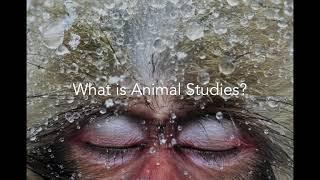 What is animal studies?