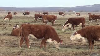 Calving Season Tour Drone and Drive Through at Chandler Herefords 2019