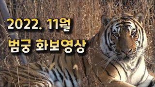 [4K : 태범 무궁 11월 화보영상 : 미공개 컷 포함] 무자막 무편집 (배경음악 O)  #태범 #무궁 #한국호랑이 (태범 무궁 백두대간 beautiful korea tiger)