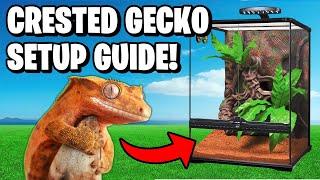 Crested Gecko Setup