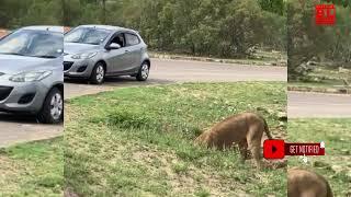 Watch a Lion Digging in the Wild - Amazing Wildlife Behavior!