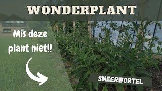 Smeerwortel (Bocking 14) = de wonderplant in de moestuin!