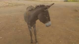 Pitbull vs donkey first encounter