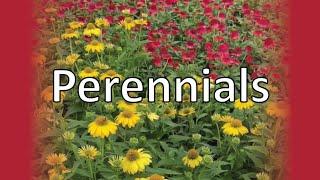 Perennials: Daisies, Black-eyed Susan, and Coneflowers!