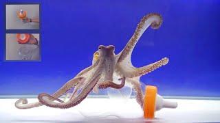 Octopus Intelligence Experiment Takes an Unexpected Turn