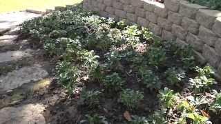 Easy Landscaping Tips for Erosion Control