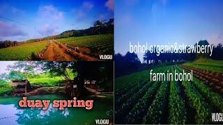 #BOHOL organic&strawberry farm#VEGETABLES FARM& duay spring in BOHOL.