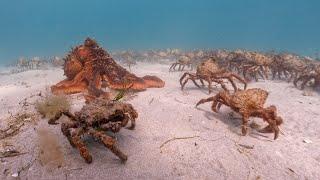 Octopus finds Spider Crabs