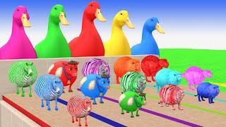 5 Giant Duck Cartoon Paint & Animals Monkey Gorila Lions Horse Wild Animals Crossing Fountain