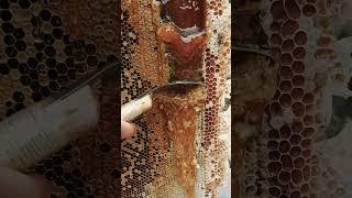  The End of Humanity? Why Einstein Predicted Bees Would Determine Our Final Fate