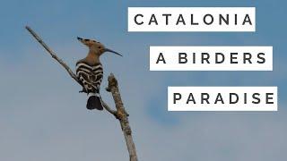 Catalonia, a birders paradise