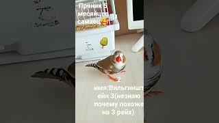 Его завут Вильгинштейн 3 #амадины #фнаф