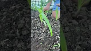 How to Grow a Three Sisters Garden! (Corn, Beans & Squash)