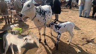 domail mandi today  latest update ll Dhani cows ll taxila mandi ll Jamil tv ll