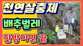 배추벌레 천연살충제 만들기 이것한방이면 끝