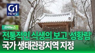 [G1자막뉴스] 원주 성황림, 국가 생태관광지역으로 지정