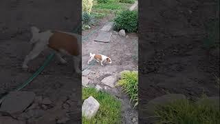 покажу вам нашу Юку#сонечка #jackrussel #джекрасселтерьер #shorts #dog