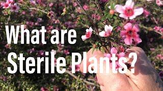 What does Sterile Plant/Seed mean?  - NZ Plantopedia