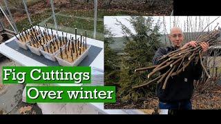 Preparing Fig Cuttings | Start to Finish for Over-Winter Rooting