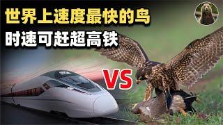 The strongest "fighter" among the birds of prey, a god bird with high-speed rail speed!